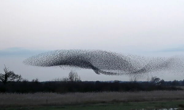 Thousands of starlings fly in a murmuration as they return to roost at dusk near