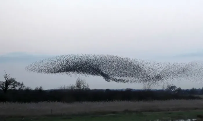 Framed Print : Thousands of starlings fly in a murmuration as they return to roost at dusk near Framed Print : Thousands of starlings fly in a murmuration as they return to roost at dusk near