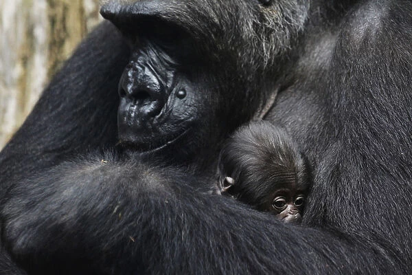 Three-days-old gorilla baby lies in the arm of its mother Rebecca at the zoo in Frankfurt