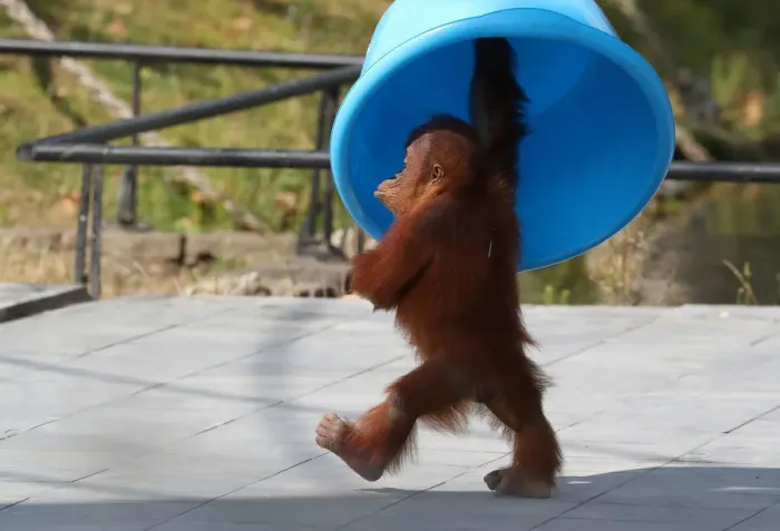 Framed Print : Three-year-old orangutan from Sumatra, Berani, is pictured at the Pairi Daiza wildlife Framed Print : Three-year-old orangutan from Sumatra, Berani, is pictured at the Pairi Daiza wildlife