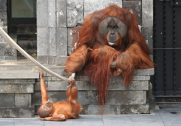 Three-year-old orangutan of Sumatra, Berani, and his father Ujilan