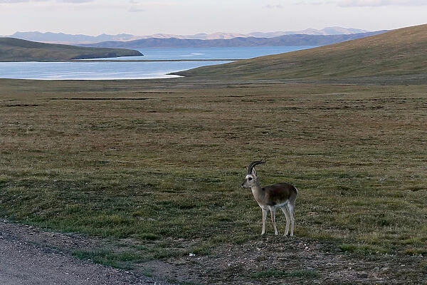 Tibetan gazelle stands near Ngoring Lake close to the headwaters of the Yellow River in