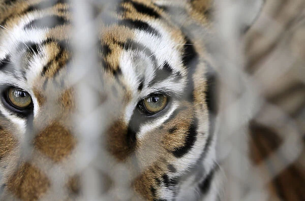 A tiger is seen in a cage before a rehearsal at the Fuentes Boys Circus in Mexico City