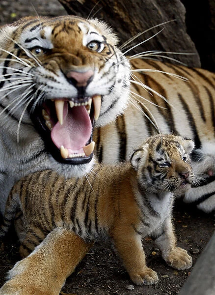 A tigress lays beside a cub she gave birth to in captivity