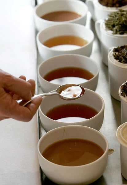 Tim Clifton, tea broker and taster, samples English grown and manufactured tea during