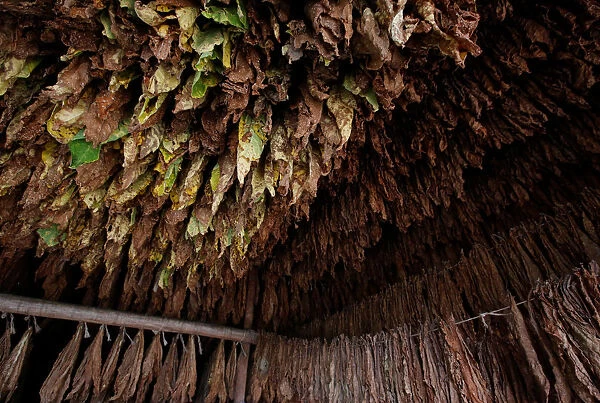 Tobacco leaves are seen in a curing barn at a tobacco plantation in Sucre