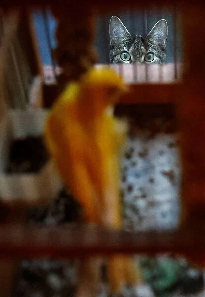 Tomcat Findus looks through a window while canary Dodo sits in his cage in Hanau