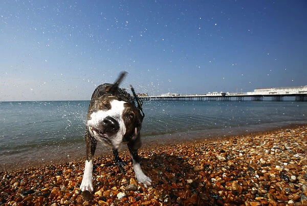 Tosta, a Staffordshire bull terrier cross, shakes off water after a swim in the sea