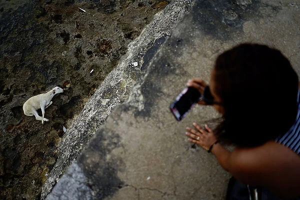 A tourist takes photos of a goat due to be sacrificed by followers of the Afro-Cuban