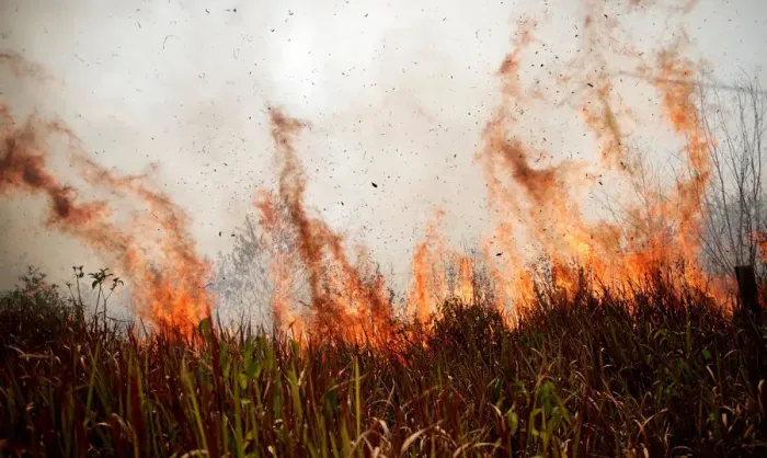 Framed Print : Tract of the Amazon jungle burns as it is cleared by loggers and farmers in Porto Velho Framed Print : Tract of the Amazon jungle burns as it is cleared by loggers and farmers in Porto Velho