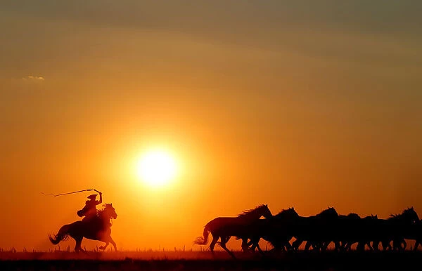 Traditional Hungarian horsemen herd a team of horses as the sun sets in the Great