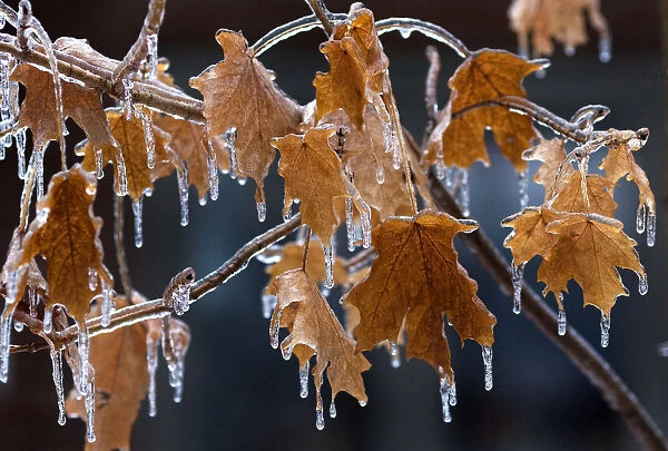 Tree branches and leaves are cased in ice following an ice storm in Toronto