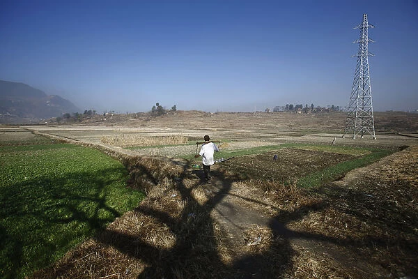 A tree casts its shadow on the ground as a farmer heads towards his field at Khokana