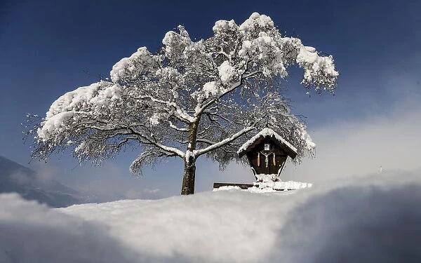 A tree is covered with snow on a sunny spring day in the western Austrian village