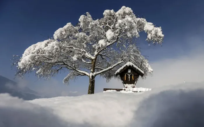 Framed Print : A tree is covered with snow on a sunny spring day in the western Austrian village Framed Print : A tree is covered with snow on a sunny spring day in the western Austrian village