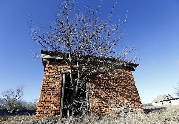 Tree grows out of the door of an abandoned barn in the 30 km (19 miles