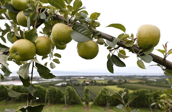 A tree laden with apples stands in an orchard in Kressbronn near Lindau at lake Bodensee