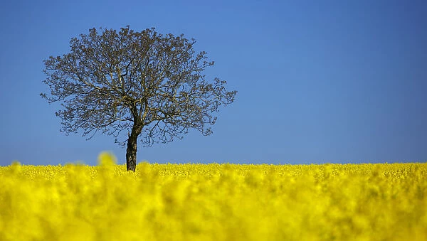 A tree is pictured in a blooming rapeseed field on a spring morning in Vufflens-la-Ville