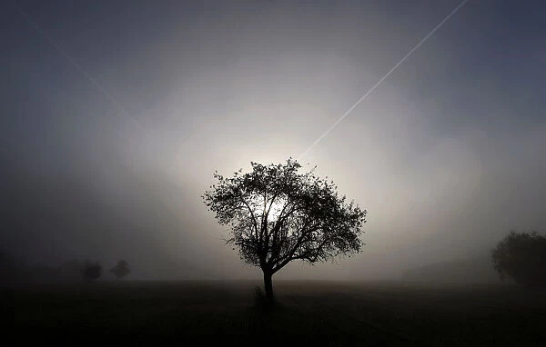 A tree is seen in early morning fog on a field between Hanau and Offenbach