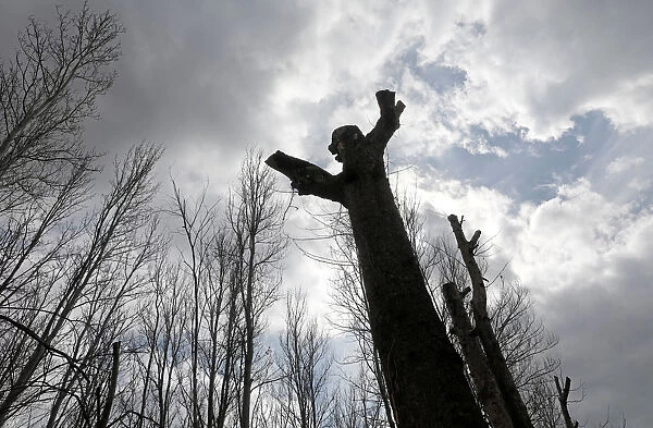 A tree is seen in the forest of Taanayel Monastery in Taanayel