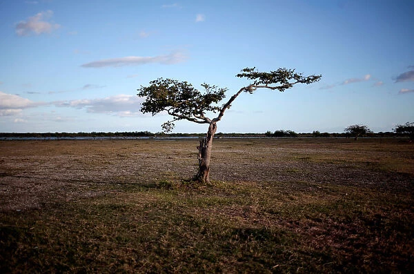 A tree is seen on the shore of the Tisma lagoon wetland park in Masaya
