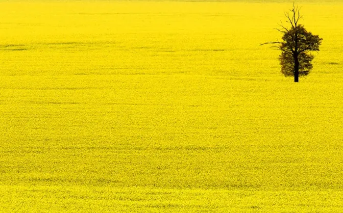Framed Print : A tree stands in a field of oilseed rape in Warwickshire in central England Framed Print : A tree stands in a field of oilseed rape in Warwickshire in central England