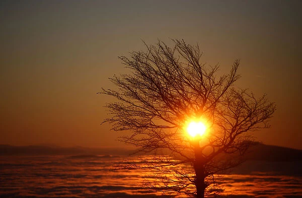 A tree stands near fog over the central Bosnian town of Vitez on the Lisac mountain