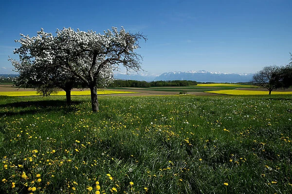 Trees in full bloom are pictured in a field near Senarclens