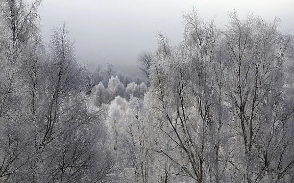 Trees are covered in frost on a winter morning in the valley of the Spey River near