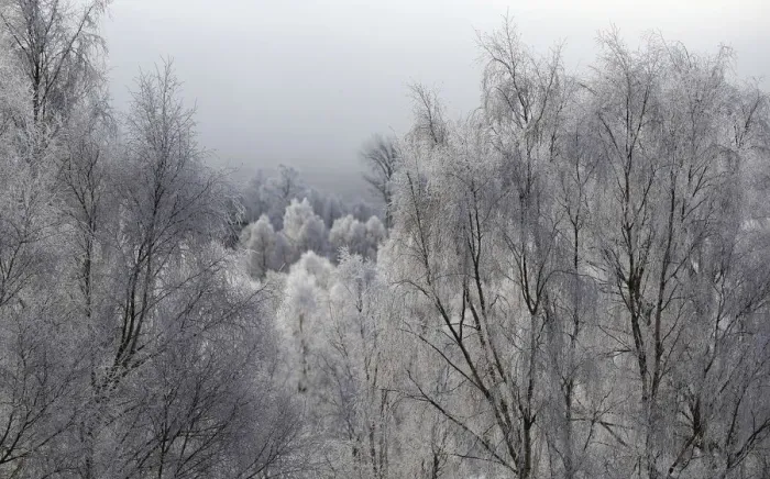 Framed Print : Trees are covered in frost on a winter morning in the valley of the Spey River near Framed Print : Trees are covered in frost on a winter morning in the valley of the Spey River near