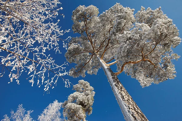 Trees covered with hoarfrost and snow are seen on a bank of the Yenisei River as the