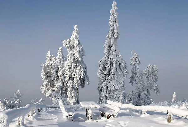 Trees are covered with ice and snow at the peak of the Feldberg mountain in Koenigstein