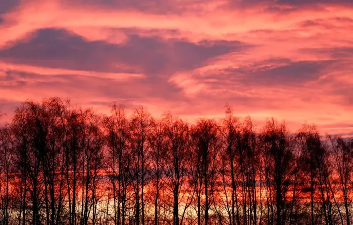 Framed Print : Trees are pictured at sunrise in Tula region