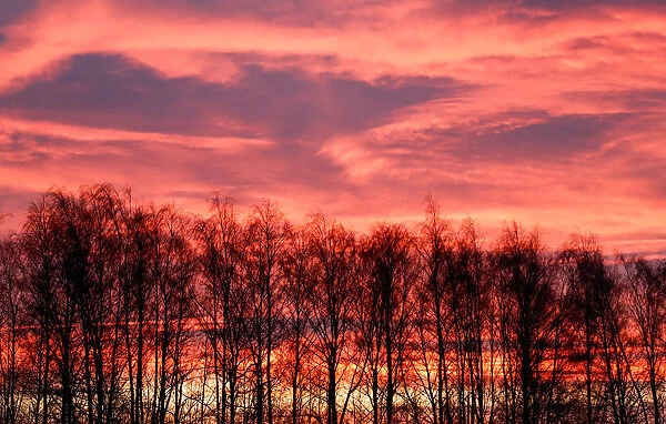 Trees are pictured at sunrise in Tula region