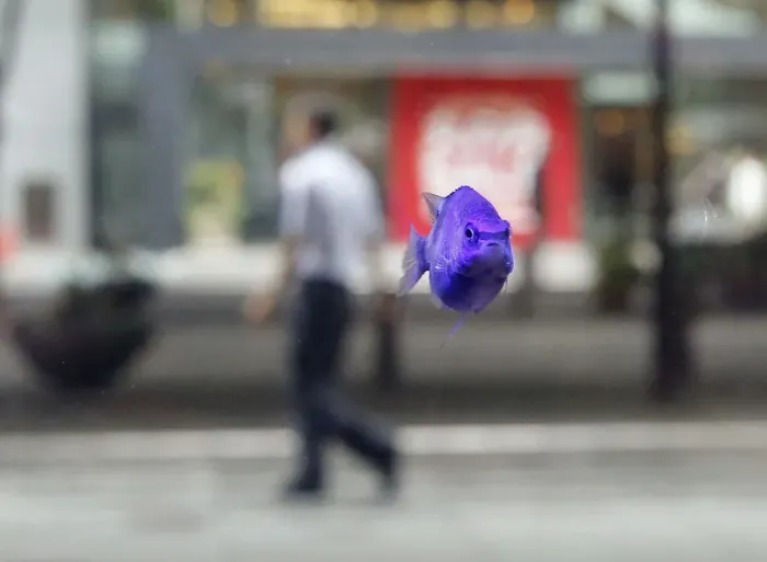 Framed Print : A tropical fish swims in a fish tank as a passer-by walks at a business district in Tokyo