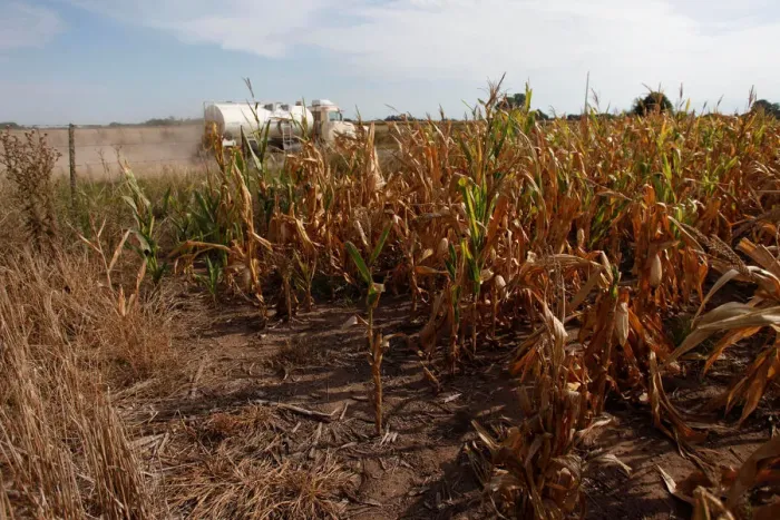 Framed Print : A truck passes by a corn field in a drought-affected farm near Chivilcoy