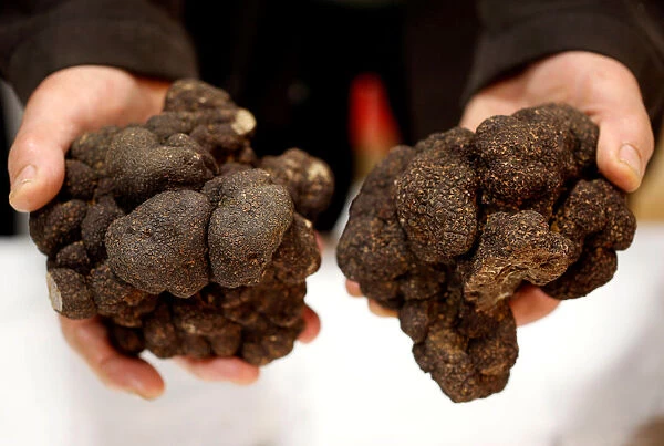 Truffle farmer holds a Black truffles (Truffes du Perigord