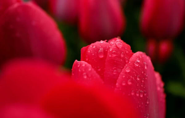 Tulips are covered with raindrops next to a street in Hanau