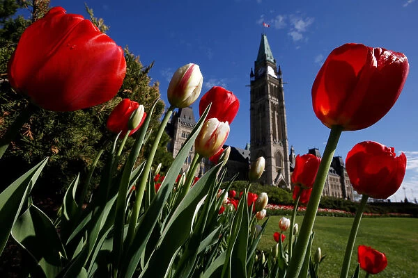 Tulips frame the Peace Tower on Parliament Hill in Ottawa