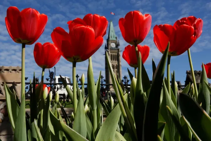Framed Print : Tulips frame the Peace Tower in front of Parliament Hill in Ottawa Framed Print : Tulips frame the Peace Tower in front of Parliament Hill in Ottawa