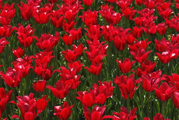 Tulips are pictured in Warsaw