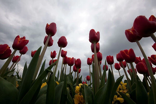 Tulips are seen in full bloom at a roadside in Istanbul