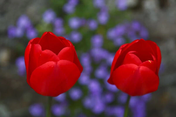 Tulips are seen in the gardens of Notley Abbey in Buckinghamshire
