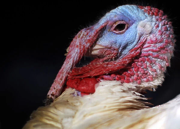 A turkey looks around its enclosure at Seven Acres Farm in North Reading, Massachusetts