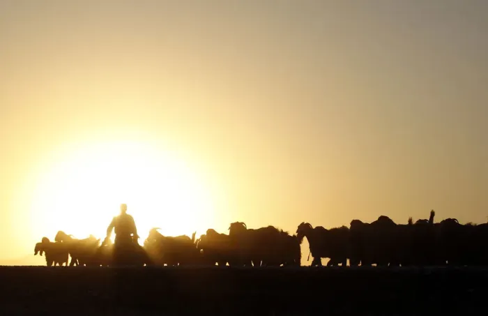 Framed Print : A Turkish herdsman walks with his goats at sunset on the Turkish-Syrian border near Framed Print : A Turkish herdsman walks with his goats at sunset on the Turkish-Syrian border near
