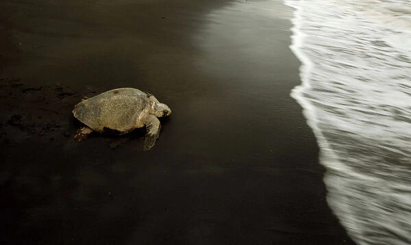 A turtle crawls toward the sea after laying eggs on Ostional Beach in Santa Cruz
