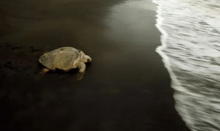 Framed Print : A turtle crawls toward the sea after laying eggs on Ostional Beach in Santa Cruz Framed Print : A turtle crawls toward the sea after laying eggs on Ostional Beach in Santa Cruz