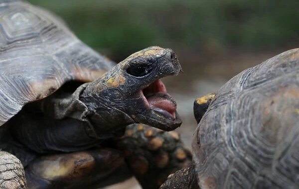 Turtles are seen at a National Forest and Wildlife Service (SERFOR