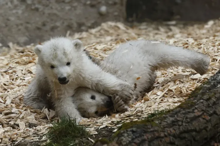 Framed Print : Twin polar bear cubs play outside in their enclosure at Tierpark Hellabrunn in Munich Framed Print : Twin polar bear cubs play outside in their enclosure at Tierpark Hellabrunn in Munich