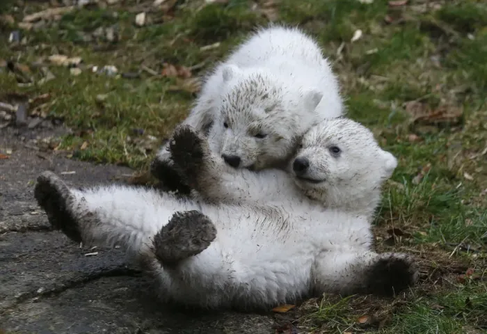 Framed Print : Twin polar bear cubs play outside in their enclosure at Tierpark Hellabrunn in Munich Framed Print : Twin polar bear cubs play outside in their enclosure at Tierpark Hellabrunn in Munich